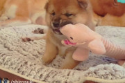 海外「この動画を通報する。可愛すぎる罪でね！」柴犬家族の微笑ましい動画に反響（海外の反応）