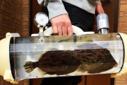 生きた魚を持ち運べる「活魚バッグ」が日本で爆誕→ 斬新すぎるアイディアに外国人仰天ｗｗｗｗ