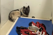 【海外】「救助を待つ震える子犬、絶望から希望へ！感動のストーリー」
