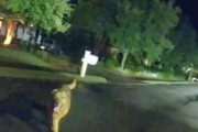 パトカーを止め、負傷したおばあさんの元に保安官を導いたのは息子の飼い犬だった