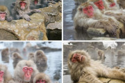 海外「温泉でくつろぐニホンザルたち」→「その顔ｗ」「この温泉にふさわしい顔をしてるね」「すごく奇妙だ」「最高のリラクゼーション」「本当に羨ましい」