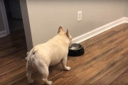 ダイエット中のフレンチブルドッグがエサのおかわりをもらえず怒りと悲しみの遠吠え
