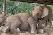 「ねぇ起きて、今度は私が寝る番なの…」ゾウの世界にもこんなやり取りがあるんだ…