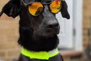 あの犬と仲良くなりたい！動物好きの男性4人が飼い主に手紙で“お友達申請”、返信キター！（イギリス）