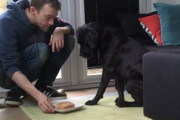 好物を前に「マテ」し続ける事は出来るのか？飼主さんが愛犬にテストをしてみると！！