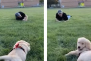 「飼い主さんの真似がしたいの！」芝生の上を転がろうとする子犬が可愛い