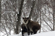 「日本でスキーしてたら謎の動物に遭遇、これは何？」外国人が知りたがった日本のモノ特集