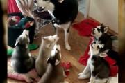 騒々しいけど可愛さ一杯！ママに遠吠えの授業を受けるシベリアン・ハスキーの子犬達！