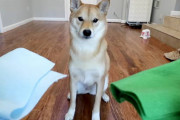 犬は色を識別出来る？簡単な検証をしてみた結果！！