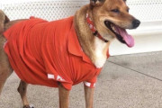 タイの忠犬ハチ公に新展開！タイの王女に引き取られ、王族の家族に