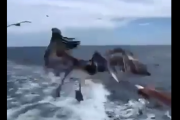 エサがもらえると聞いてやって参りました。船から魚のおすそ分けをしていたら・・・。海外の反応