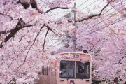 海外「京都のイメージそのもの！」電車と桜のコントラストが美しい一枚の写真に外国人うっとり 海外の反応