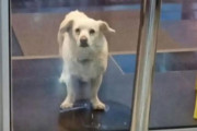 トルコで起きた日本の忠犬を思わせる出来事に海外ほっこり（海外の反応）