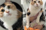 【海外】子猫のように見えた野原の猫が驚きの変身！彼女が手に入れた夢の生活とは？