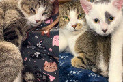 【海外】「保護猫がもたらした幸せ！孤独な猫の心に寄り添った子猫の物語」