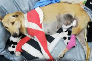 交通事故にあった妊娠中のお母さん犬。骨折と帝王切開後、子犬達の為に諦めない姿に感動