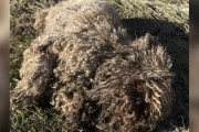 【海外】「放置された犬を見つけた男性、鎖につながれた『羊』と思った衝撃の真実とは？」