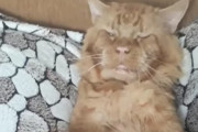 子猫「パパー遊ぼうよー！」パパ猫「お父さんは眠いんだ…」