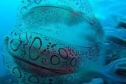 「エイリアンとしか思えない…」過去に2度しか目撃されていない超レアのクラゲ『カイロデクテス・マクラタス・クラゲ』