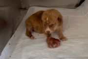【海外】「道端に捨てられた子犬、あまりの大きさに驚愕！救助者が見た中で最大の肉球とは？」