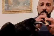 「信じられない才能を持った鳥だ！」飼い主さんの笛にあわせて歌う天才カラスの見事な歌声とリズム感