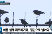 【韓国の反応】日本の都心を襲ったムクドリの群れ、退治に頭を悩ます…韓国人「かわいいムクドリを応援します！」