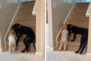 階段を登ろうとする赤ちゃんを守ろうとする子犬。姉妹のような絆で結ばれている1人と1匹