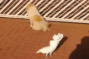 「郵便配達の人が混乱しそう」長年犬と暮らし自分を犬と思ってしまったオウム。犬たちと門で戯れるも鳴き声がおかしい（笑）