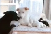 育児中の母犬をいたわる父犬。おやつを運び母犬をぎゅっとハグ
