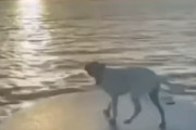 船上から見る最高の景色の中でワンコするウンコが海外で話題に