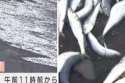 【韓国の反応】大地震の前兆？日本海岸に押し寄せた白い魚群に不安の声