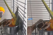 えっ死んでる…？餌入れの中に頭を突っ込んだまま動かなくなってしまったインコちゃん…