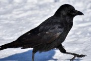 外国人「カラスの耳ってどうなってるか知ってるかい？」海外の反応「マジかよ…」