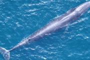 【海外】世界で最も新しいクジラの種が危機的絶滅！僅か50頭しか残っていない衝撃の実態とは？