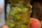海外のワサビ農家「栽培している本ワサビを初めて収穫してみた！」日本原産の香辛料・ワサビに対する海外の反応
