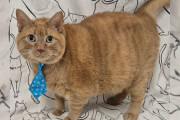 【海外】バズった！ふくよかな猫「ベーコネーター」が見つけた幸せな王座とは？
