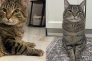 【海外】鳥かごに6年閉じ込められた猫の奇跡の物語：自由を取り戻すまでの6ヶ月間とその後の幸せ