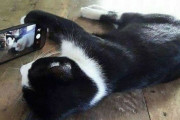 外国人「思わず撮影してしまった動物の日常を見せていくｗｗｗｗ」