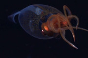 【海外】初めてカメラに捉えられた！生きたダイオウイカの驚くべき映像公開