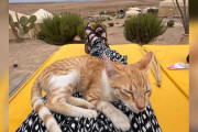 【海外】キャンプのテントの前に現れた子猫が、入れてもらえるまで離れない！？その理由とは！