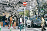韓国人「日本旅行に行って桜を楽しんだ」3月の日本訪問韓国人66万人で外国人1位に