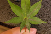 外国人「日本食についているこの飾りは何だろう？アレじゃないよね？」