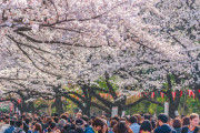 桜の開花宣言！海外「満開の時に雨とか…また来年！」待ちわびた季節到来に様々な反応