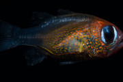 外国人「2019年に発見された新種生物を紹介していくッ！」