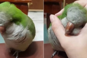 「ススス…ピトッ♡」何度手を離しても手にくっついて甘えてくるオキナインコにメロメロ動画
