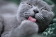 【海外】ペットの猫の起源が明らかに！想像していた場所とは全く違った！？