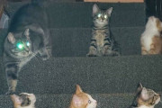 外国人「猫が集会してる写真がユーモラスなので集めてみたｗｗｗｗ」