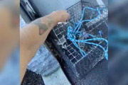 【海外】駐車場で驚きの動物を発見！警備員が見つけたロブスター漁具の秘密とは？