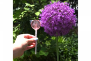 海外「ポイ捨て最高！」 キャンディのゴミが植物に成長しちゃうのです。 海外の反応