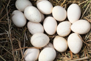 【海外】七面鳥の卵を食べない本当の理由とは？驚きの真実を解説！